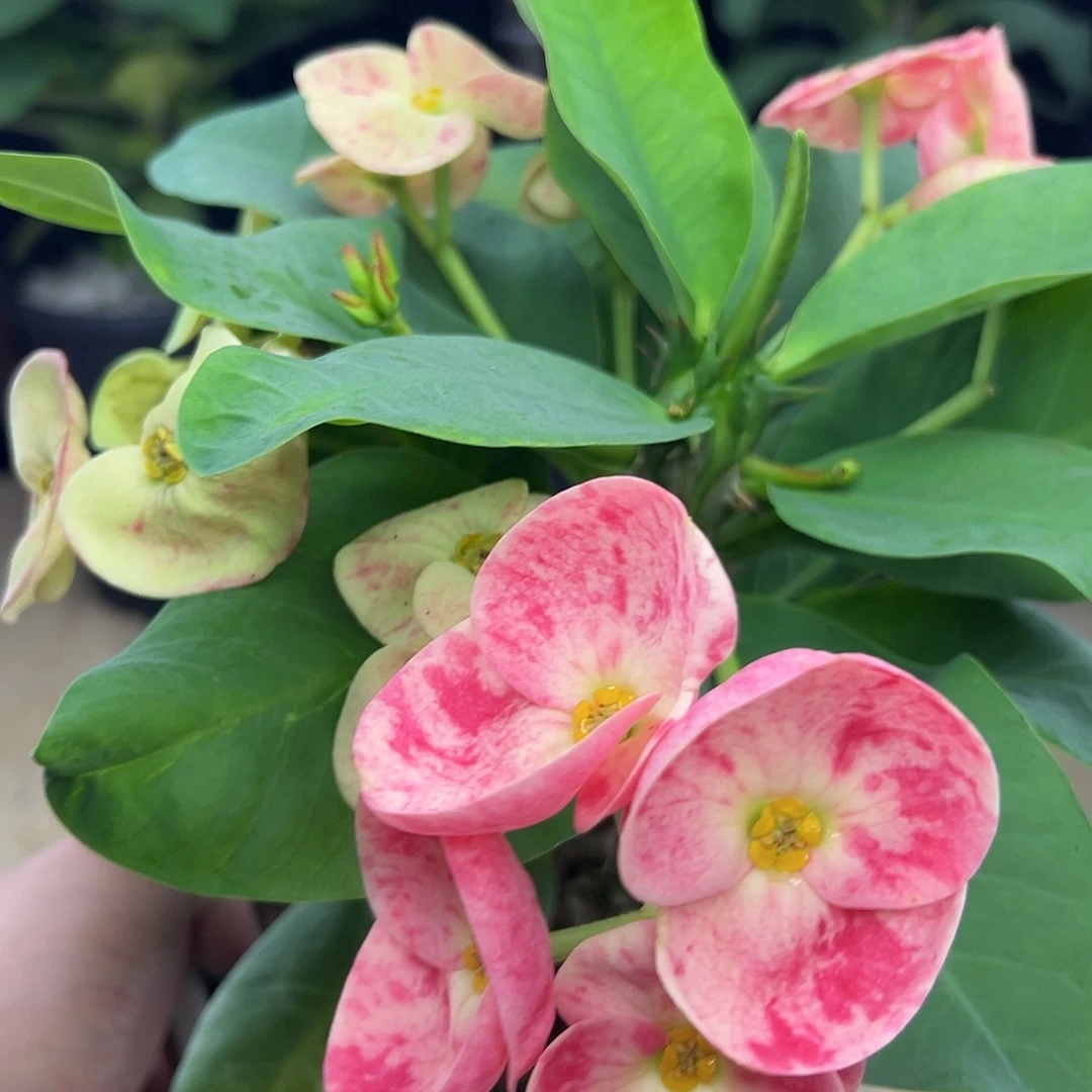 麻雀仙女泰国大花虎刺梅