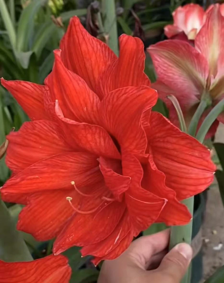 白肋〖比翼双飞〗朱顶红 重瓣红花 鸟儿阳台窗台盆栽