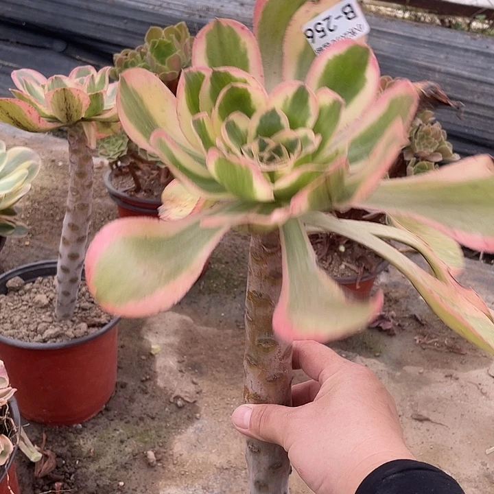 256艳资锦多肉植物法师