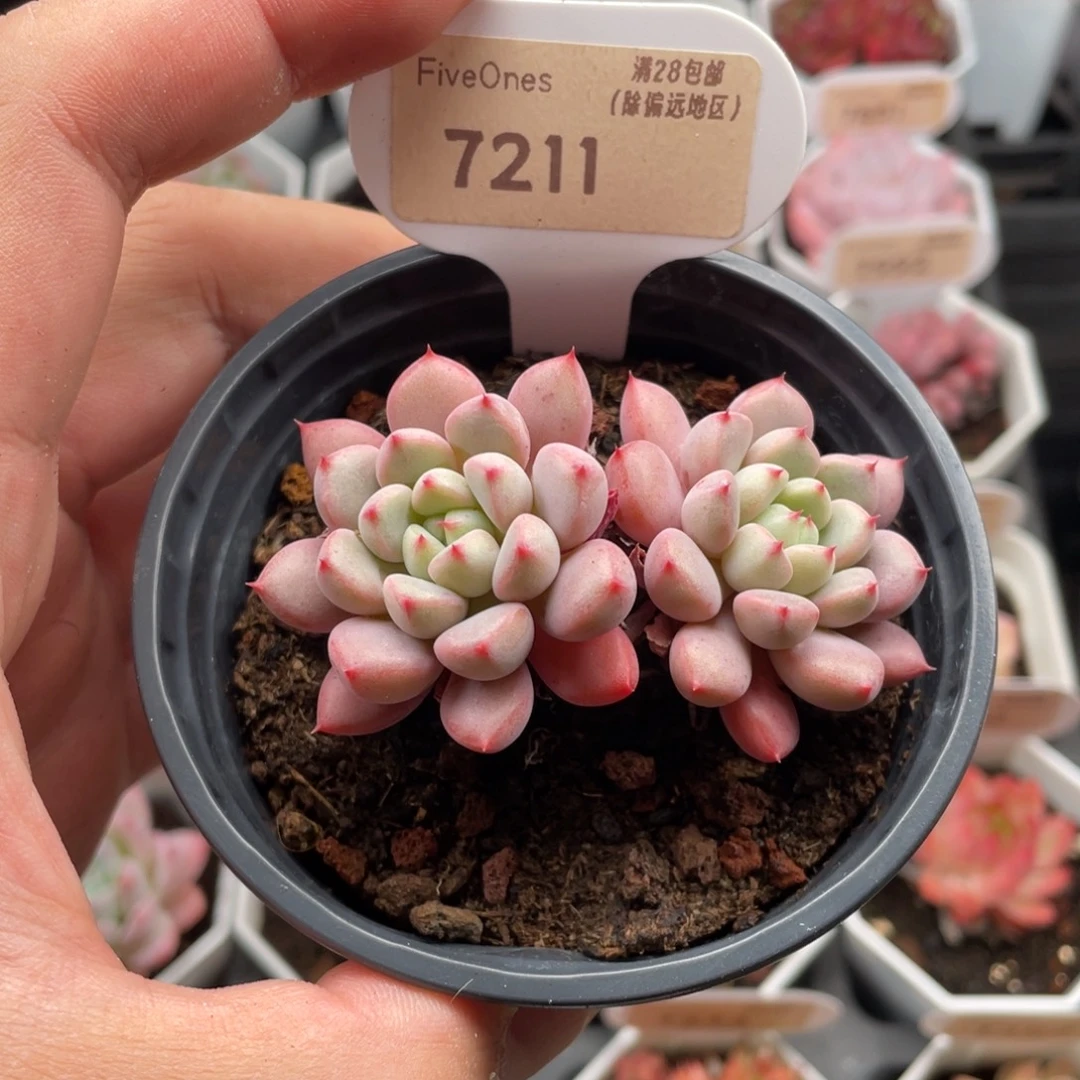 雪桃7211-7.0厘米