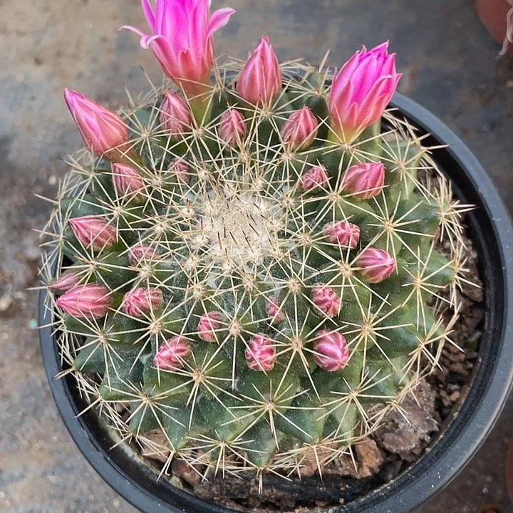 石生根紫光殿一颗包邮
