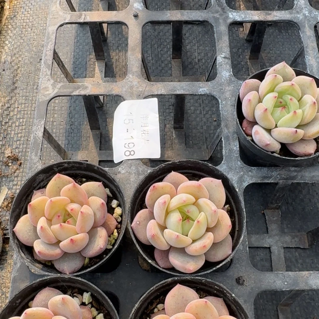 q橙五颗量拍15-198