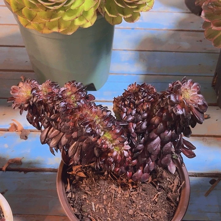 黑****白183默言缀多肉植物