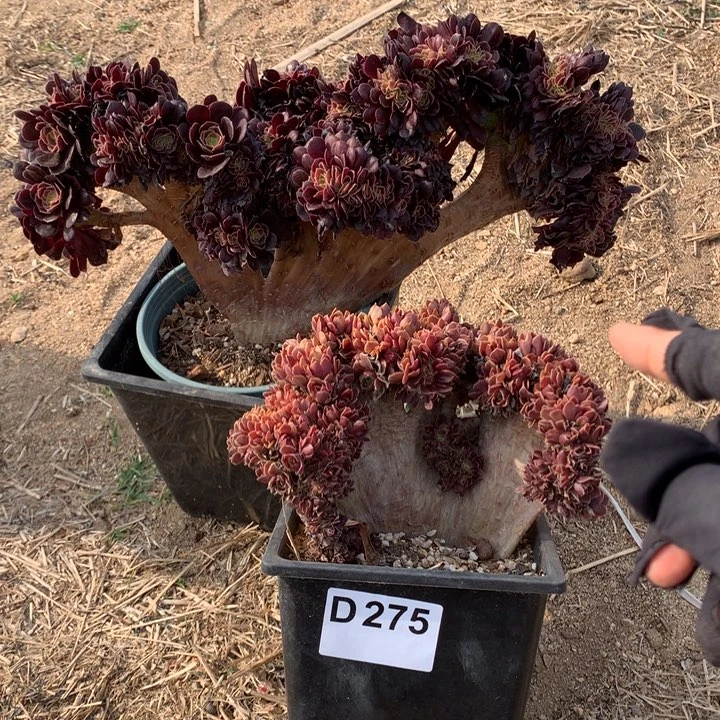 275号两个缀脱土发货啊