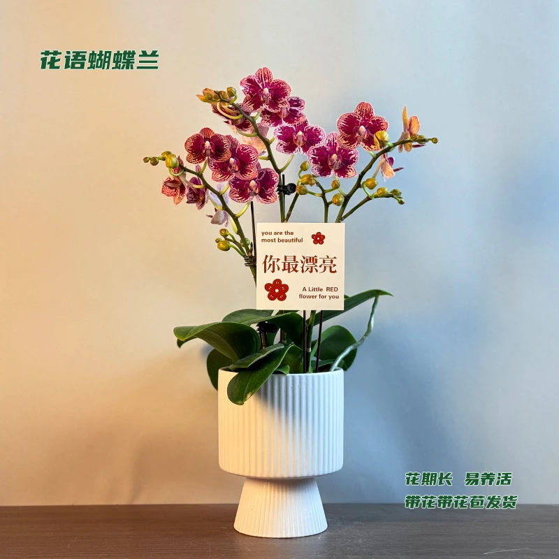 蝴蝶兰【可樂】 带花带花苞发货 室内客厅阳台花卉 好养易活