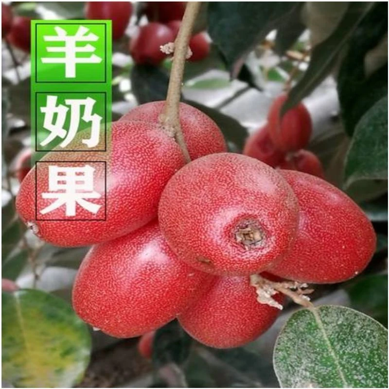 【满5包包邮】羊奶果种子四季阳台盆栽小院种植早熟易活水果羊奶