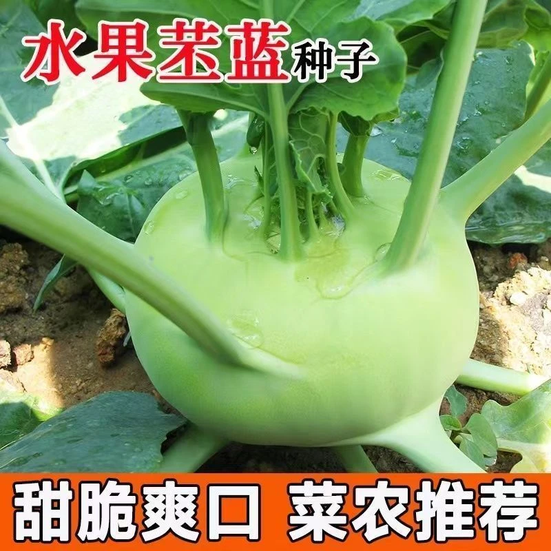 【今年新种】水果苤蓝种子青芥兰芥菜绿苤蓝种籽苤蓝疙瘩阳台田园