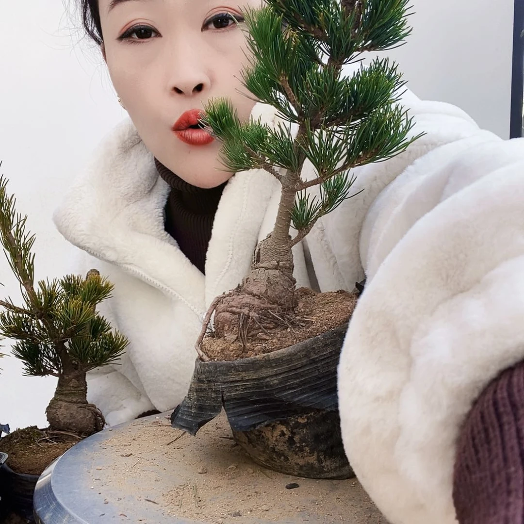 植物形态多年生草本