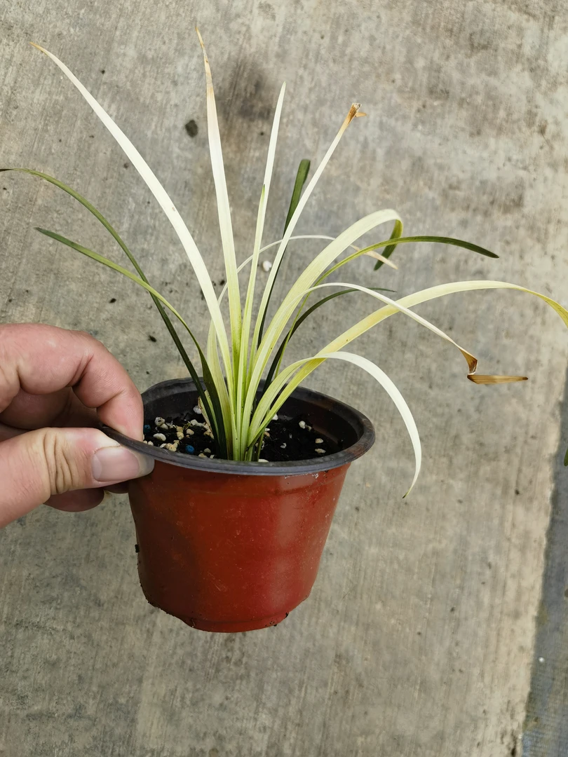 英国山麦冬纯金啤酒