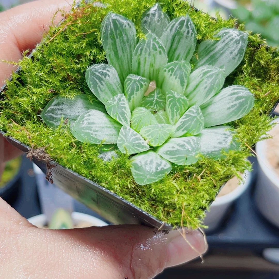 白斑玉露多肉植物6666