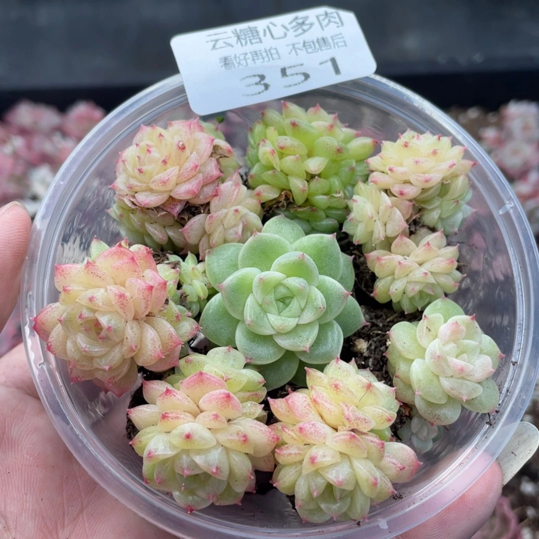 云糖心多肉植物351