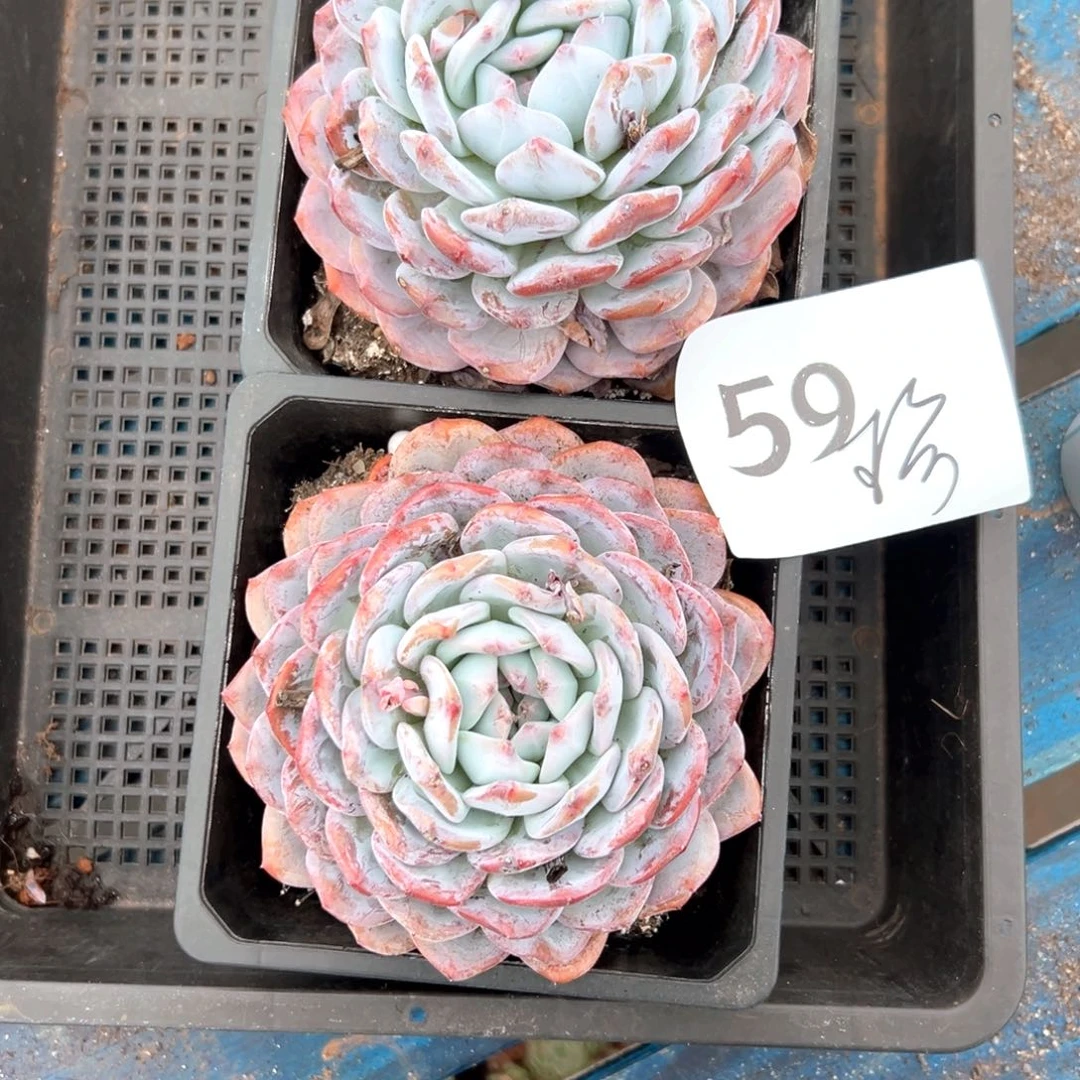 珍59-）好喜欢传播v