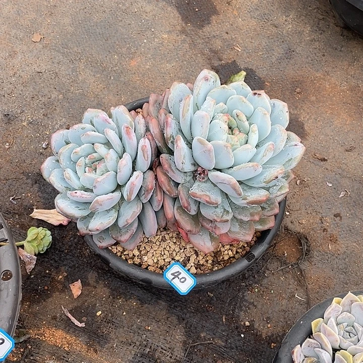 了***挂40奥橙一物一拍多肉