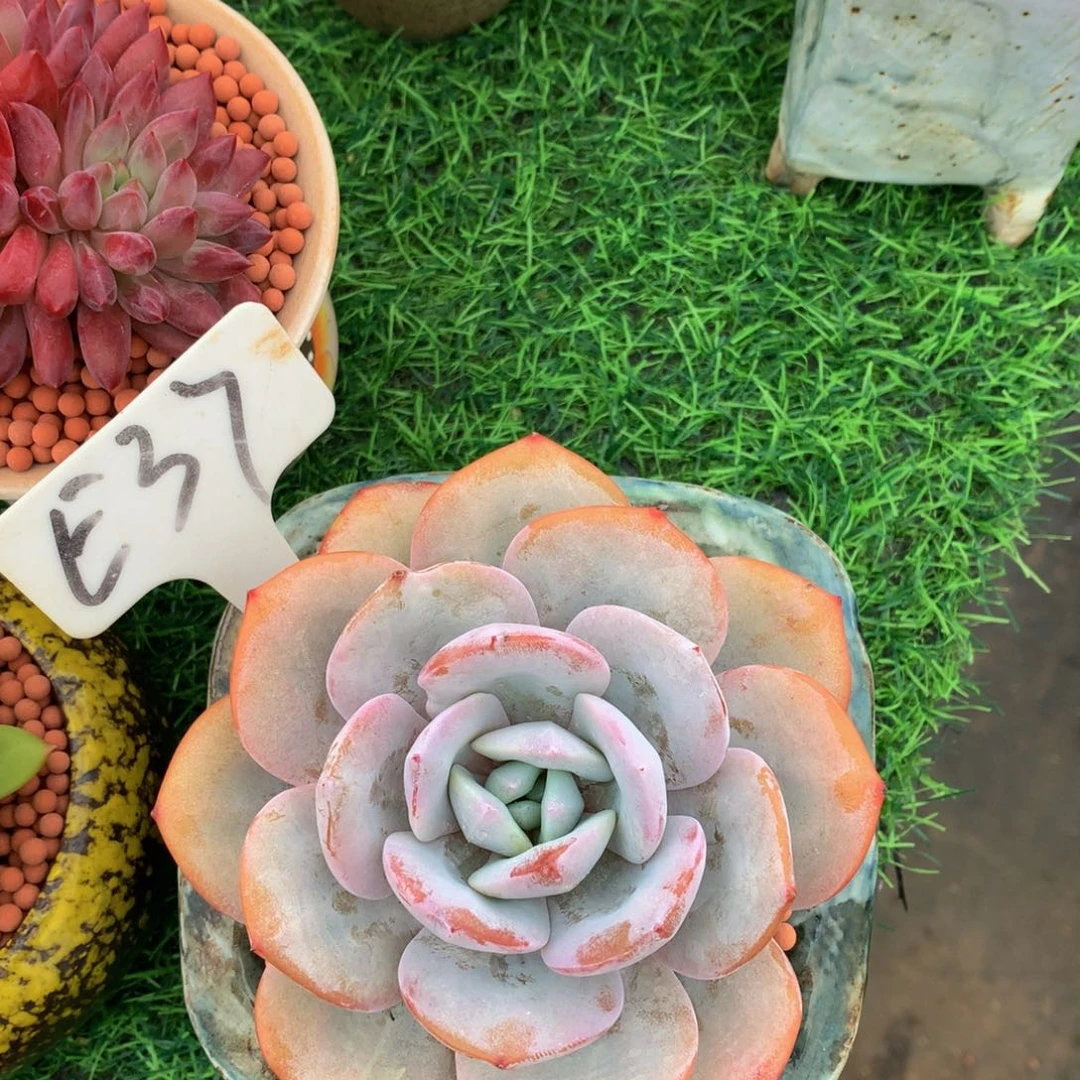 暮***音多肉植物838383833