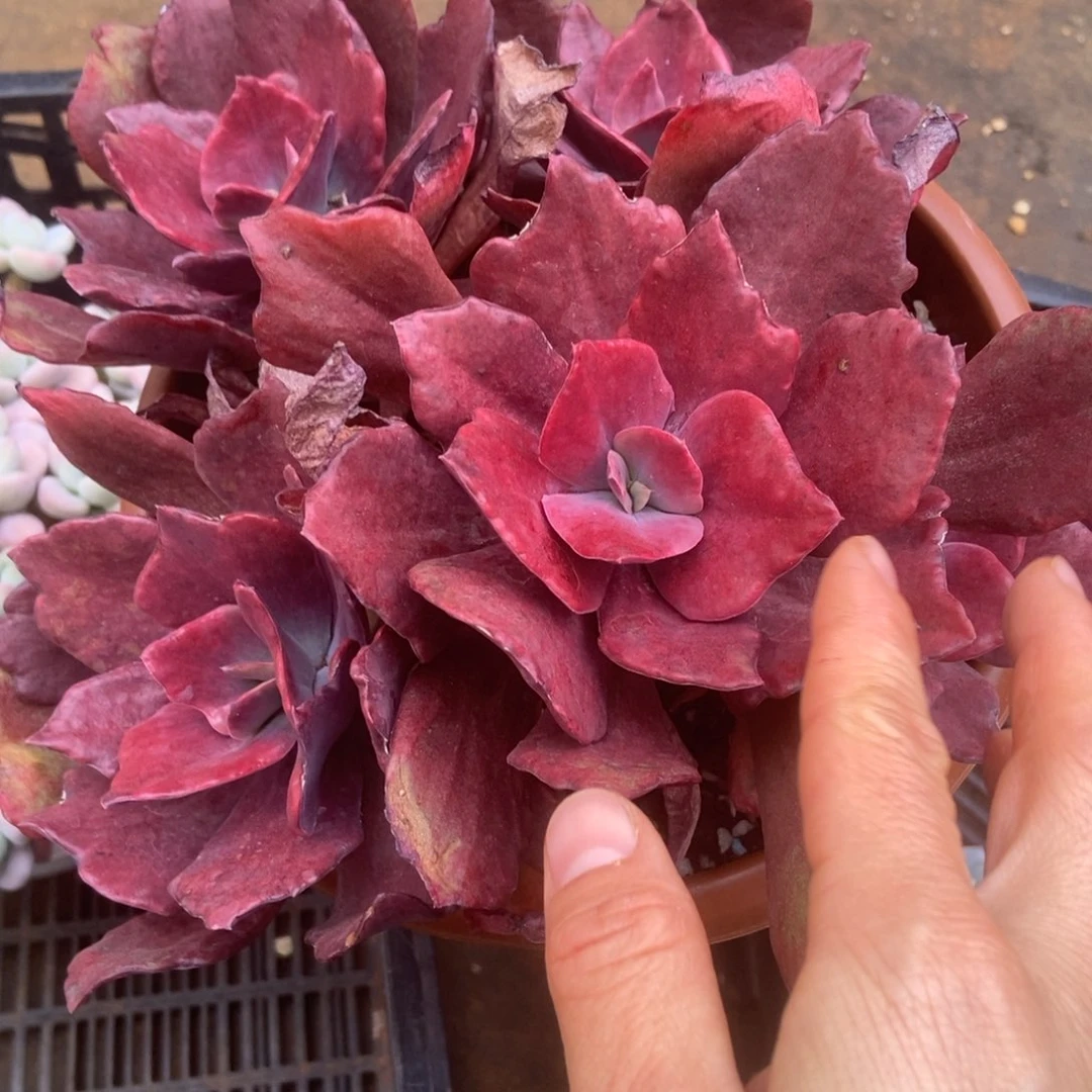 砖石景多肉多肉多肉