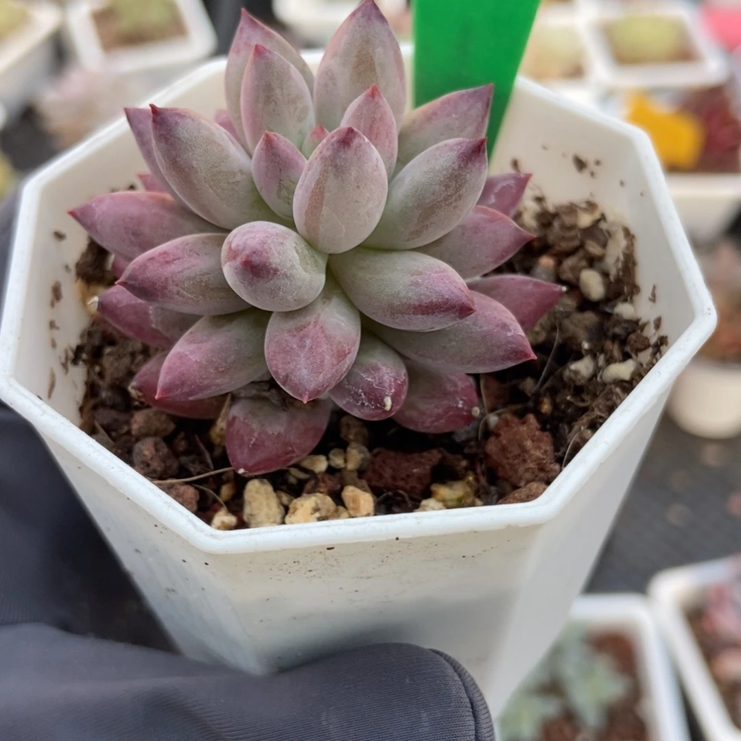 843金鱼姬多肉植物