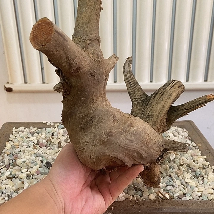 闲***鹤柏木崖柏根雕天然艺术