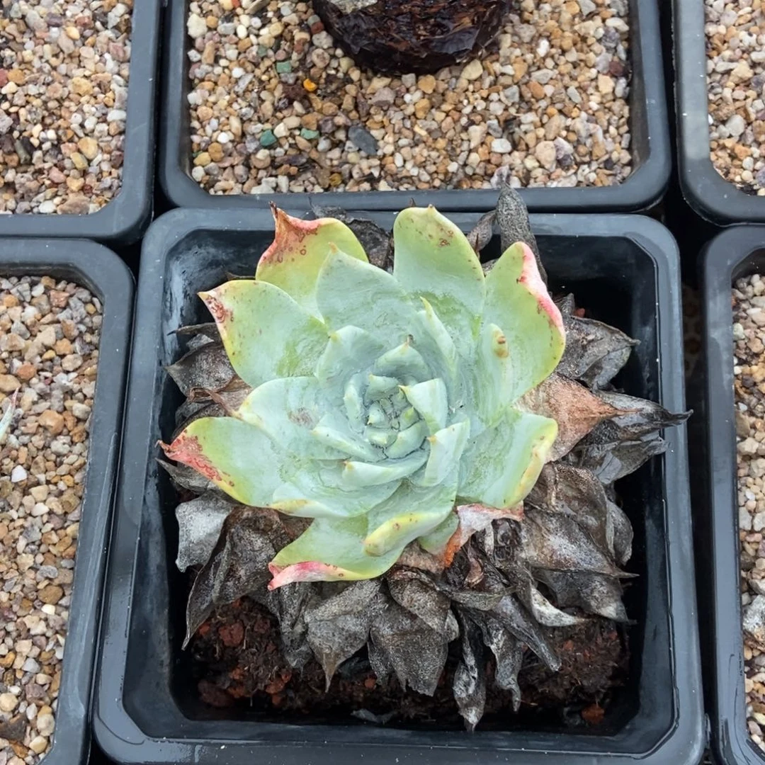 布瑞东尼多肉植物