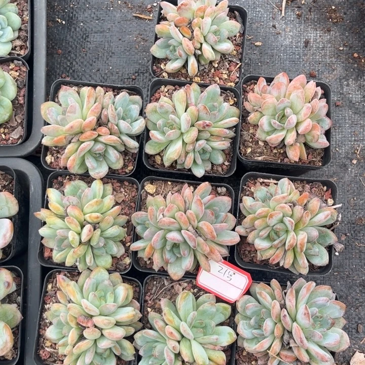 全明星多肉植物七方盆一组21号