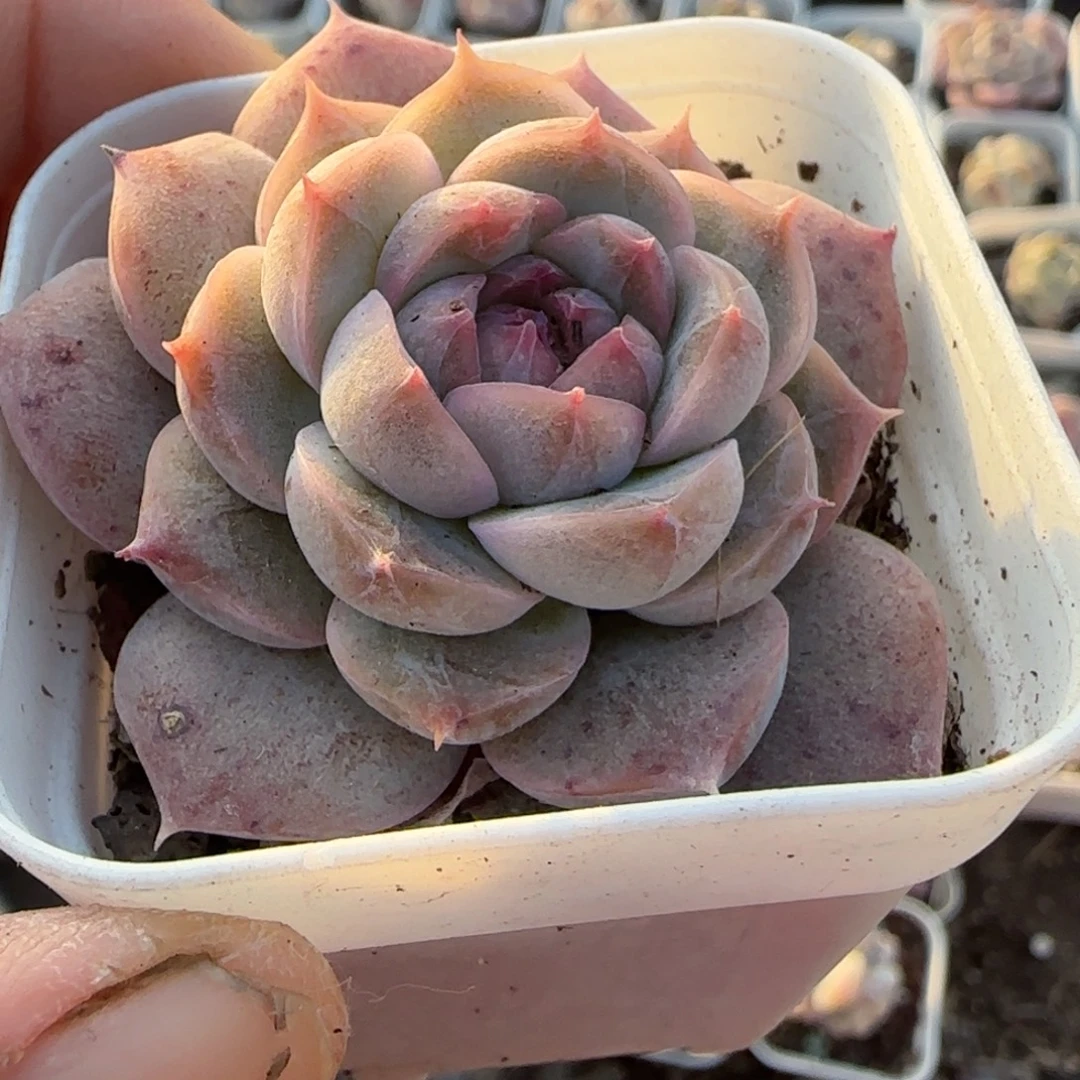 多肉小卡拉米糖心一物一拍