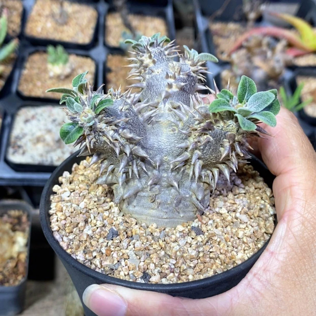【闪购商品】惠比大黑