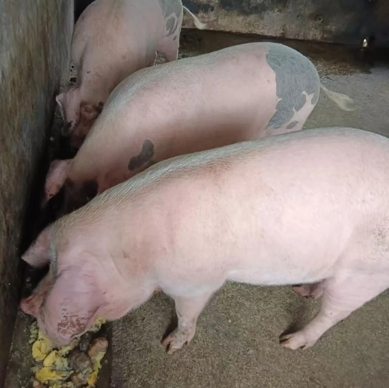 1号公共链接 农家现杀新鲜熟食猪肉现场称重 包邮到家