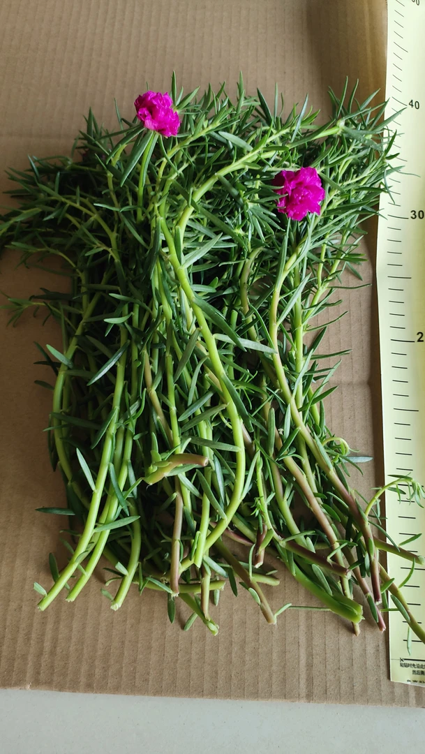 玫红王太阳花长枝条可做造型