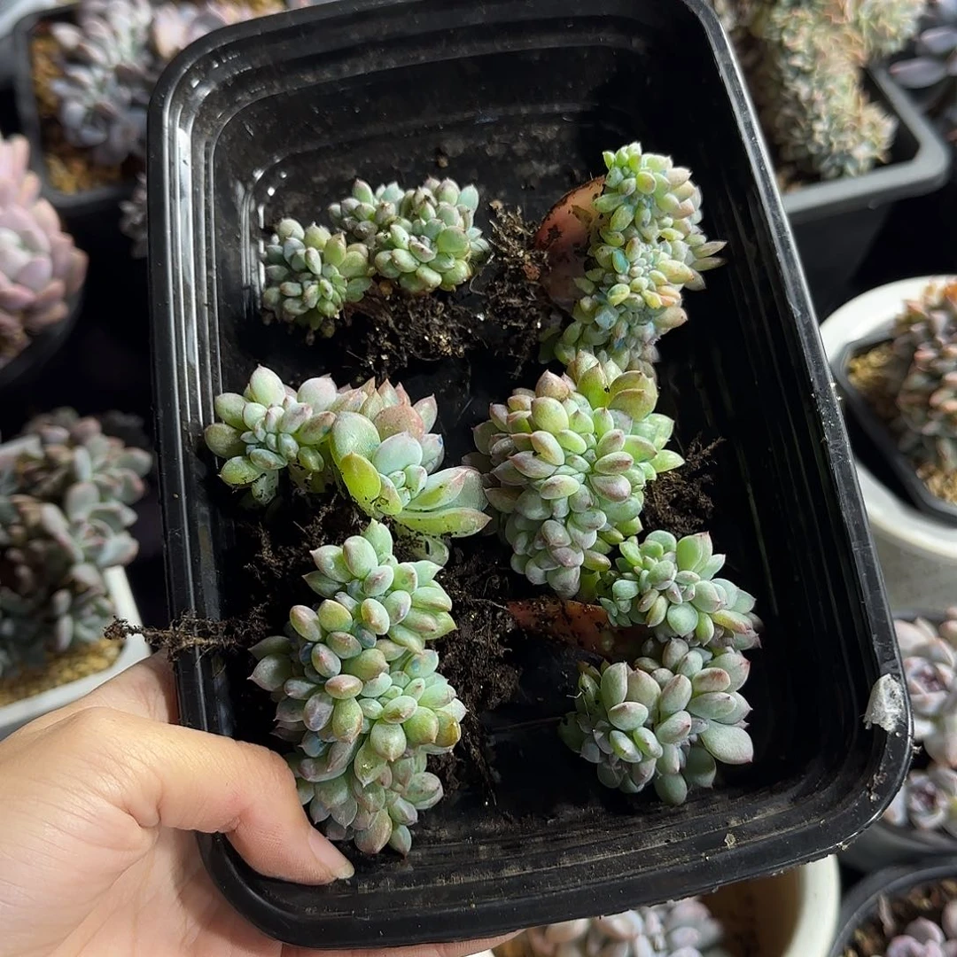 燕***子星影6颗有切一物一拍