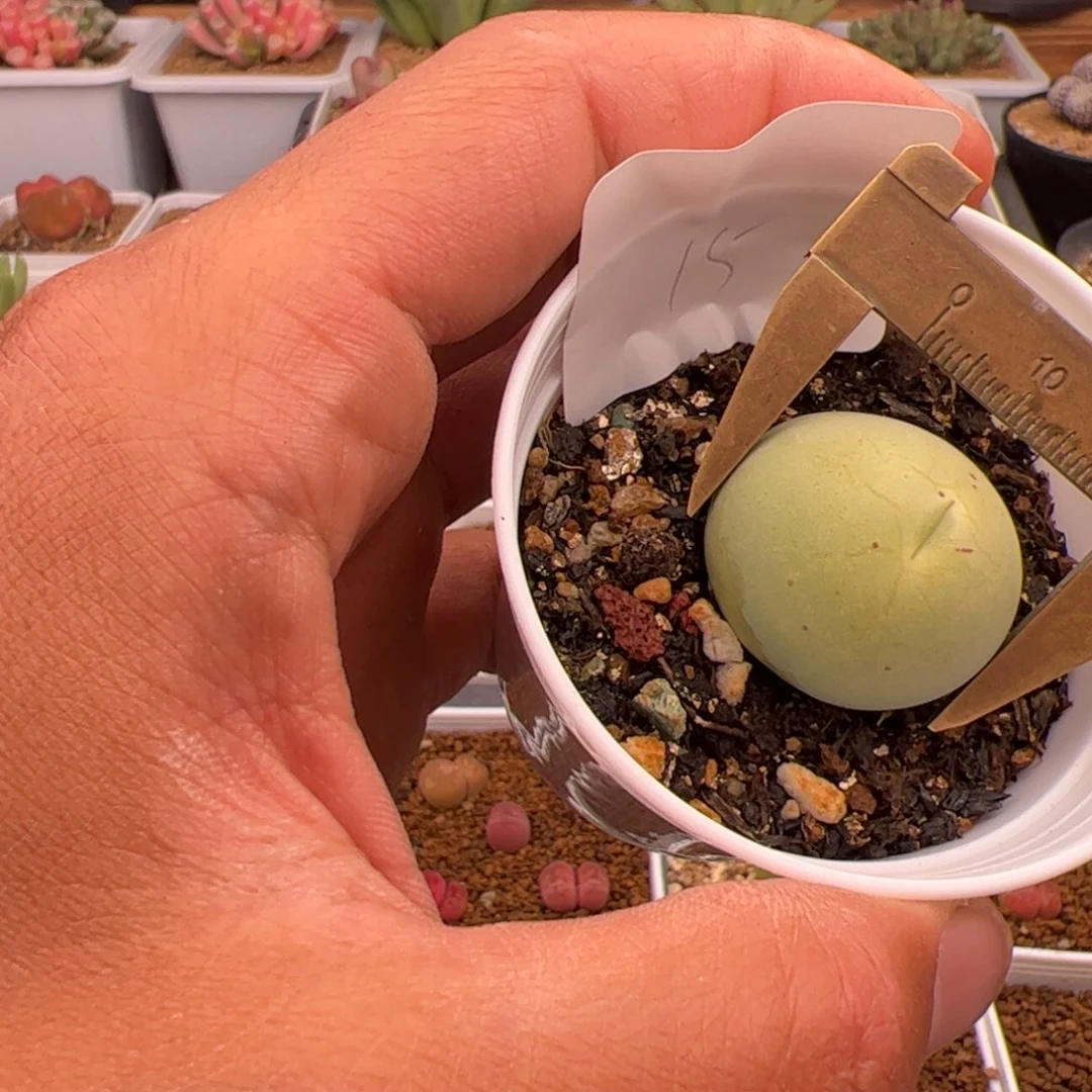 4.17鸽子蛋多肉植物15
