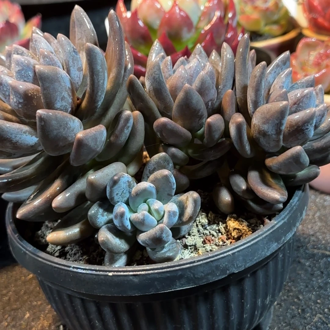 黑美人一物一拍包装收缩花旱