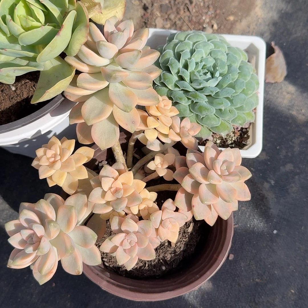 美杏锦加留财多肉植物