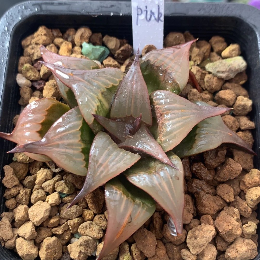 pink一物一拍带盆