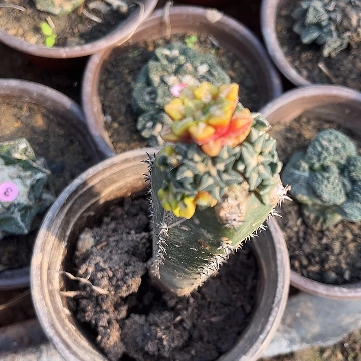 苗接姬牡丹群锦一颗