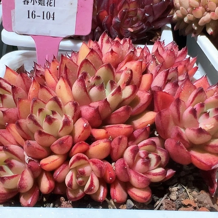 16.104米兰达带盆一个