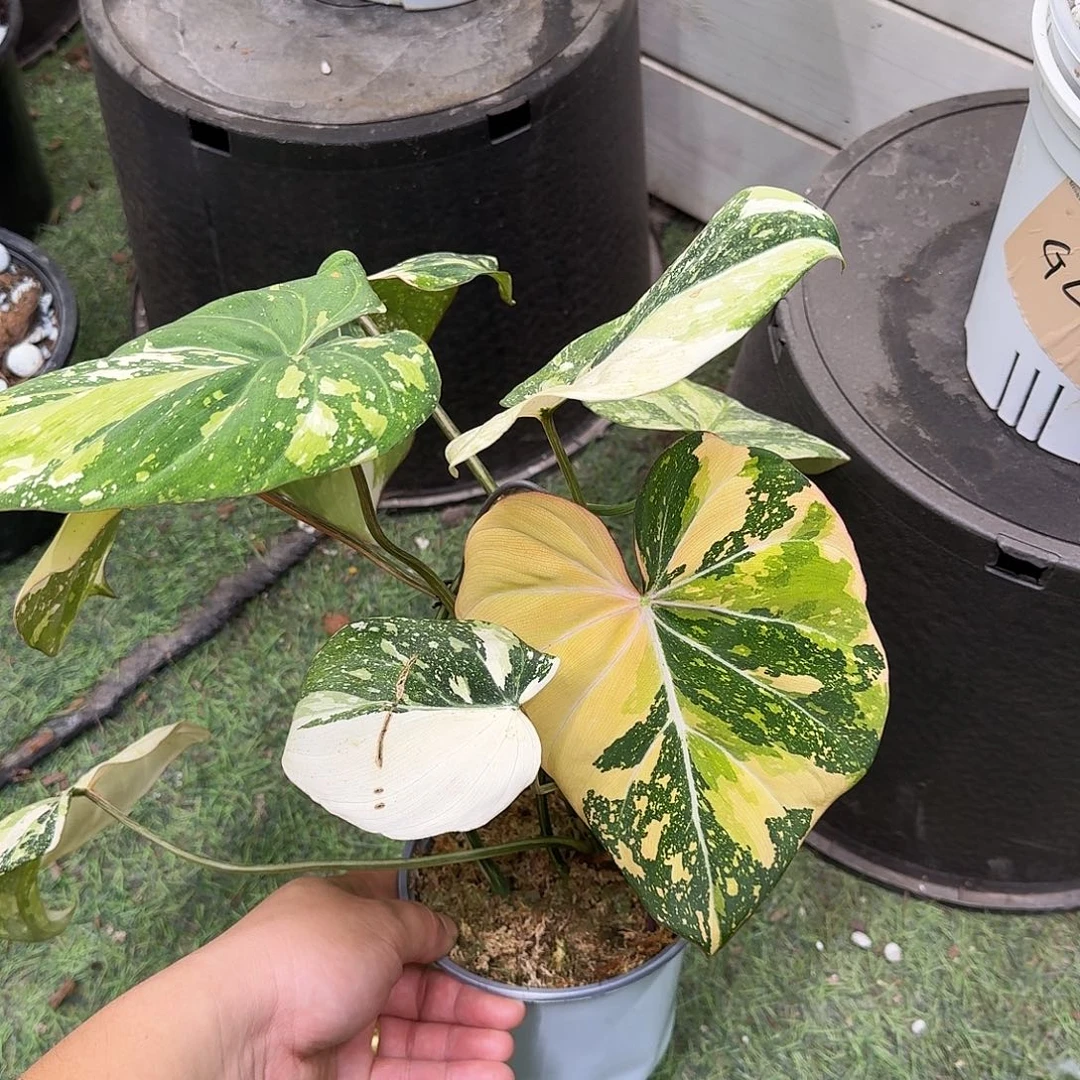 不开花植物泰国母本切断明脉锦C5