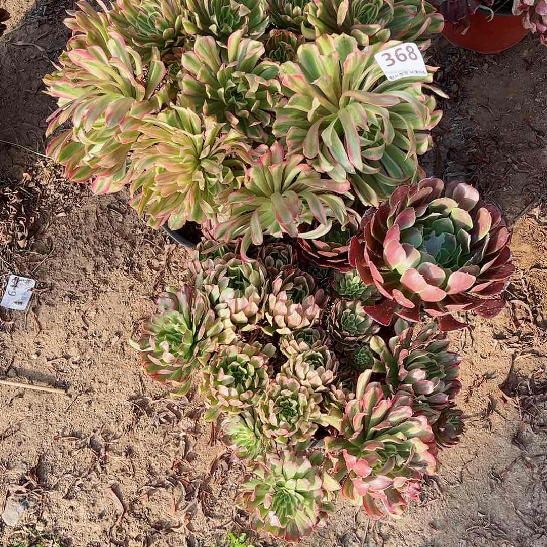 无花朵多肉植物组合368