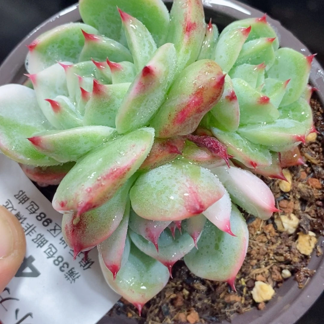 409吉娃娃锦 小方花圃一物一拍