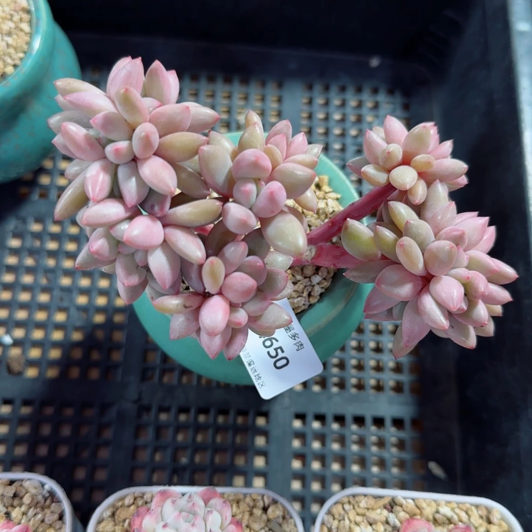 L***琳桃花源缀化，4650多肉植物