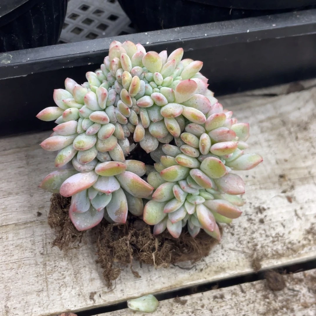 石榴子星影棒棒糖小树底切