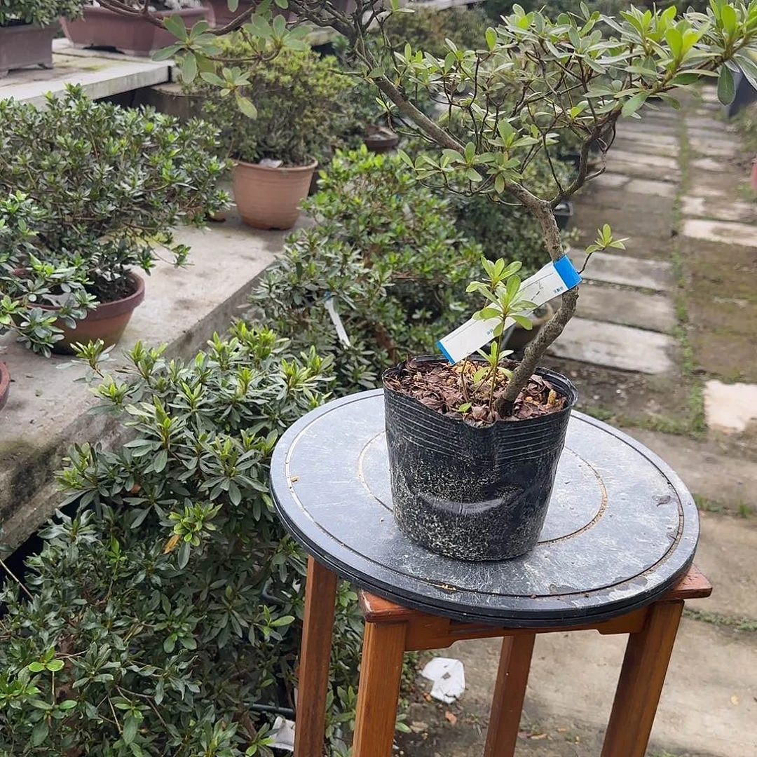 无花朵若惠有花朵