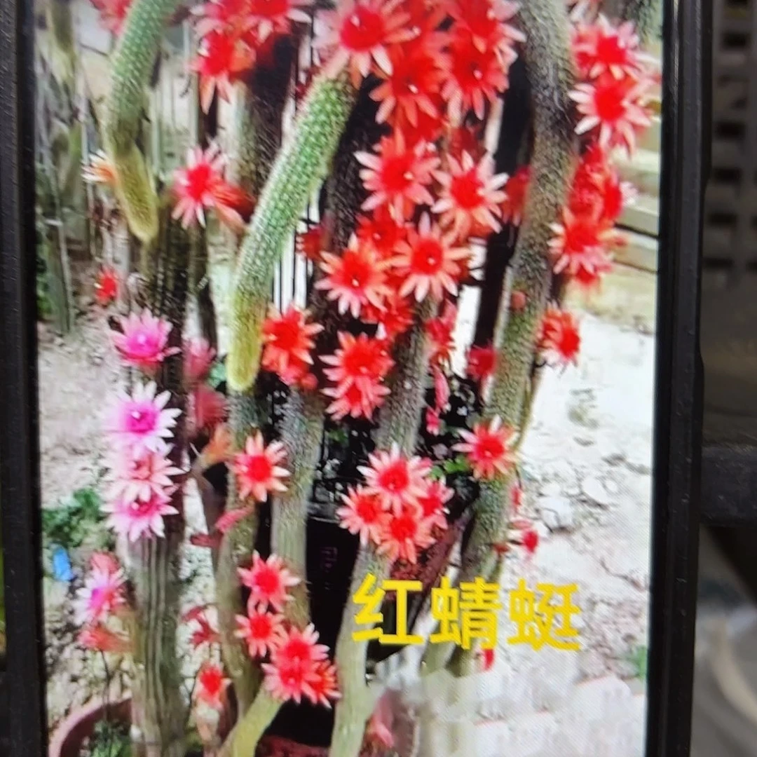 5颗红蜻蜓侧牙20包包邮18