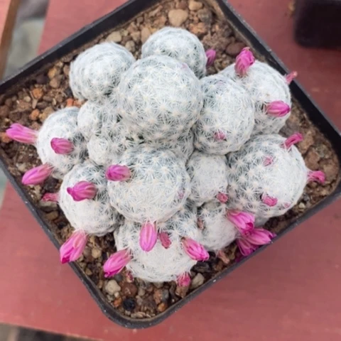 睡****.姬春星群7仙人球