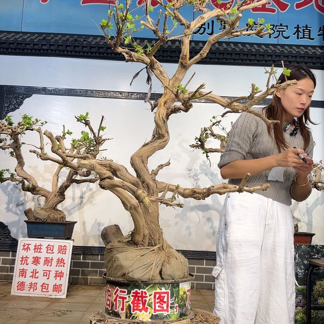 鸿***蔓完全开放金银花1435683868658