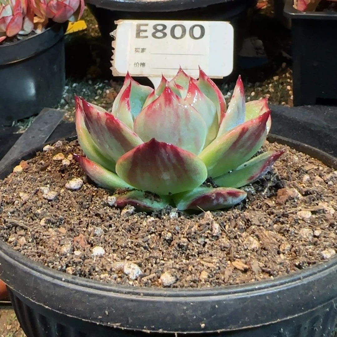 惊鸿一物一拍包装收缩花旱800