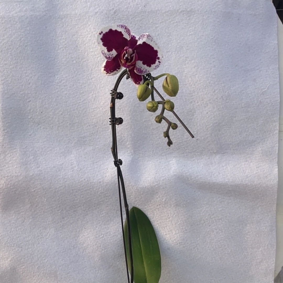 渟叙【锦瑟】3.5寸 带花带花苞发货 花卉阳台植物清新网红绿植