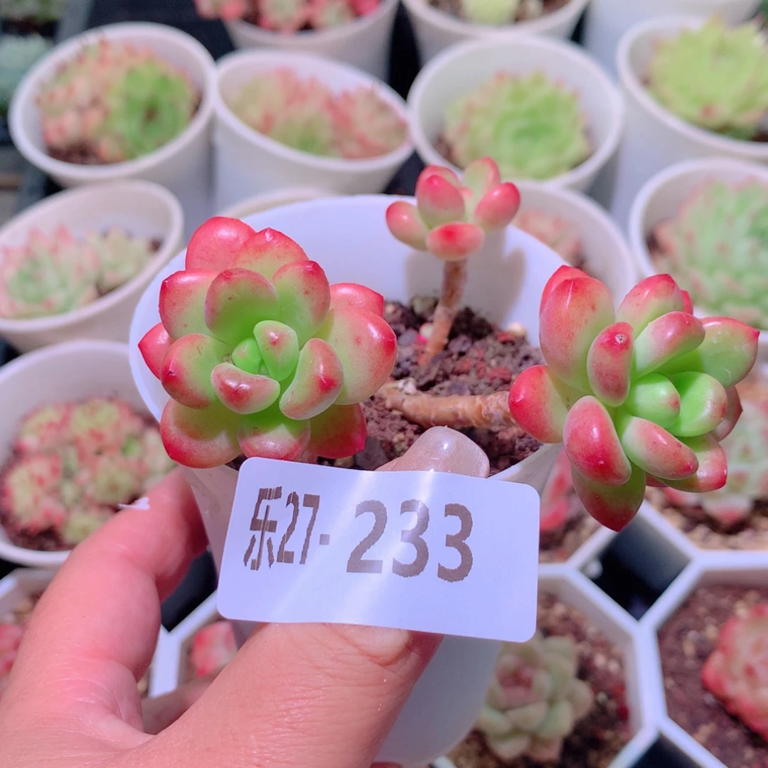 乐然27-233 香格里拉
