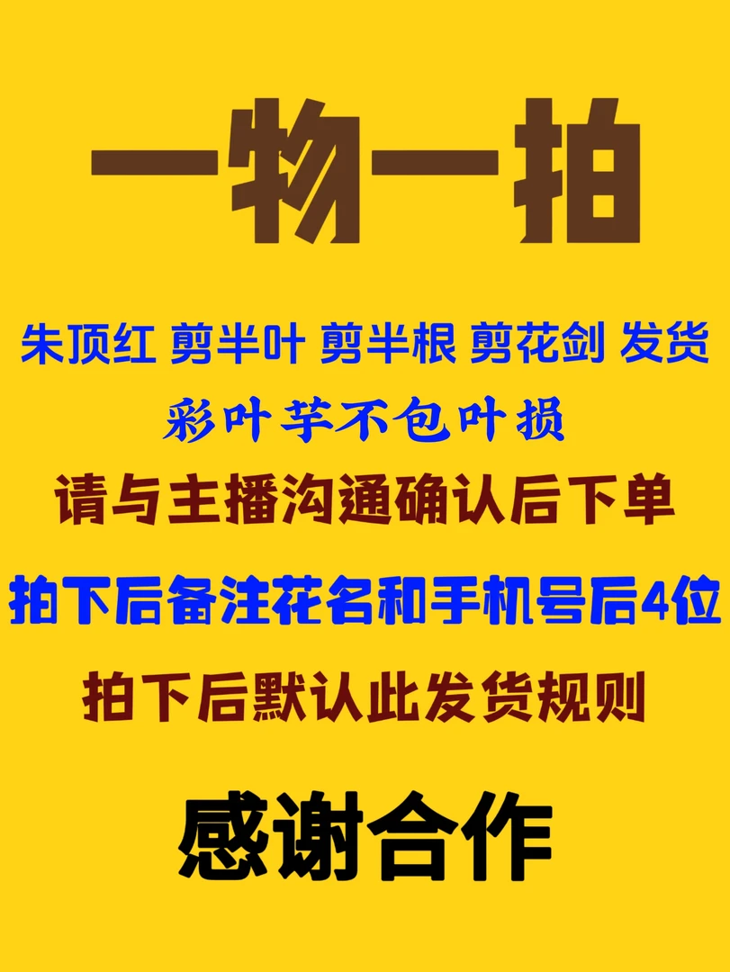 【一物一拍】朱顶红剪半叶 剪半根发货  彩叶芋叶损无售后介意慎拍