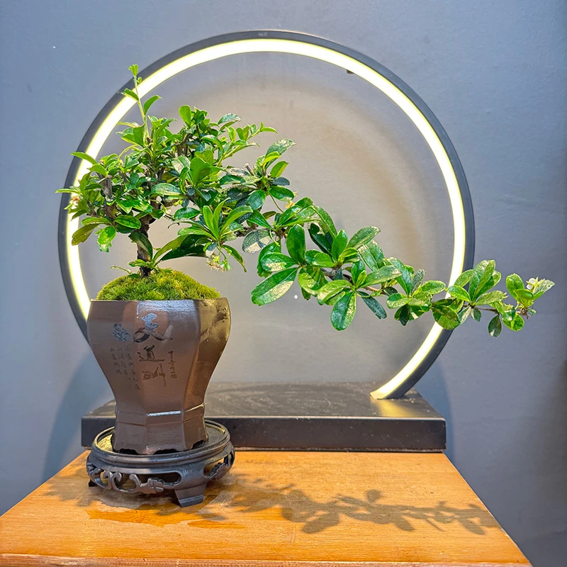 福建茶飘枝造型盆景开花结果盆栽室内花卉绿植桌面植物办公室好养