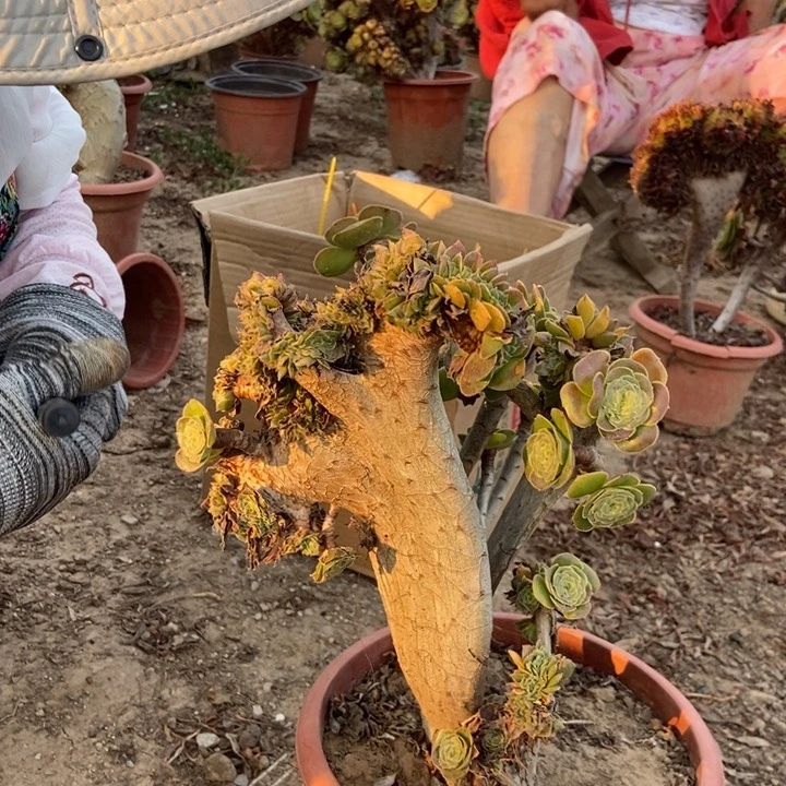 张***莉401原是绿缀化老桩老桩