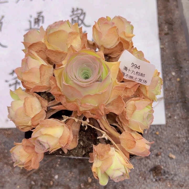994 裸根不带土发货不包损